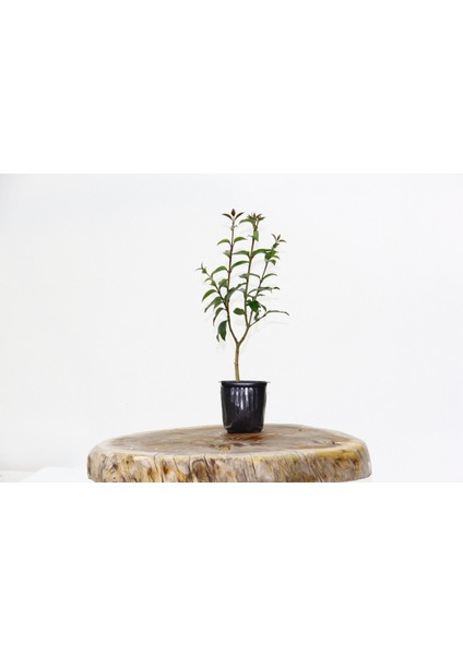Bonsai Ligustrum Japonicum - Hediyelik 25 - 30 cm fırsatları