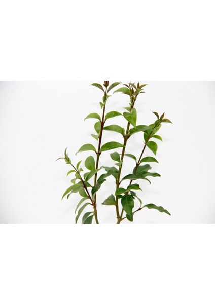 Bonsai Ligustrum Japonicum - Hediyelik 25 - 30 cm indirimleri