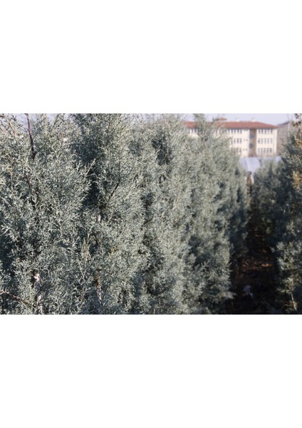 MAVİ SERVİ 3 ADET PAKET - AŞILI ÇİT BİTKİSİ 1 -1.5 Metre
