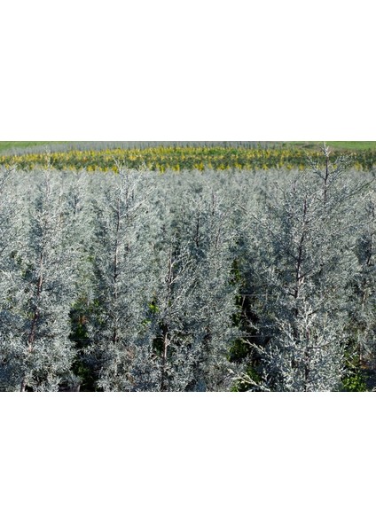 MAVİ SERVİ 10 ADET- AŞILI ÇİT BİTKİSİ 1 -1.5 Metre