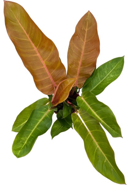 Philodendron 'Prince Of Orange' fiyatları