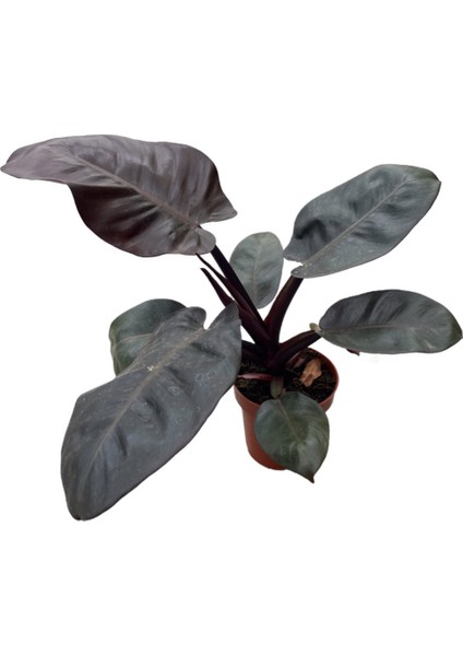 Philodendron 'black Cardinal'