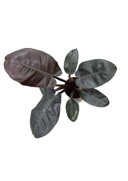 Philodendron 'black Cardinal'