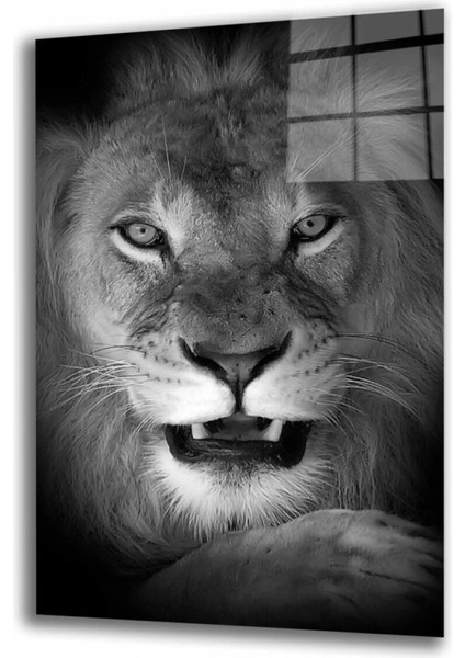 Aslan Hayvan Cam Tablo