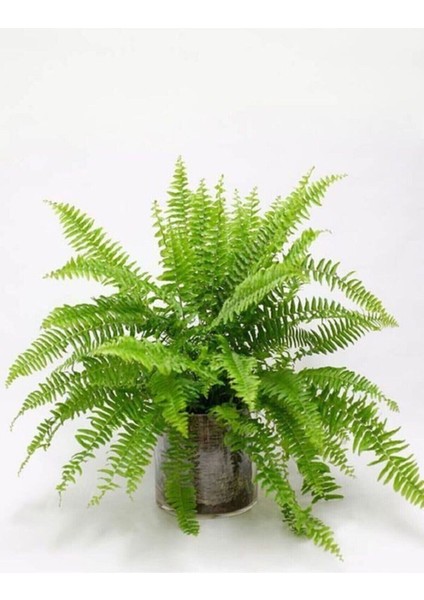 Fujer Aşk Merdiveni Nephrolepsis Exaltata Fidanı 10-20 cm