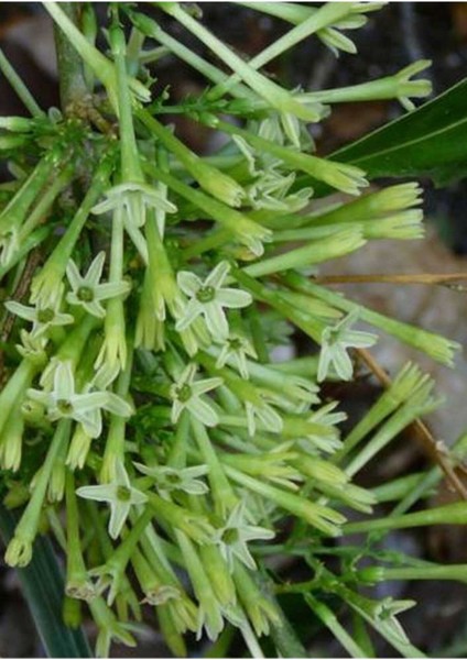 Saksılı Melisa Çiçeği Fidanı 10-20 cm fiyatları