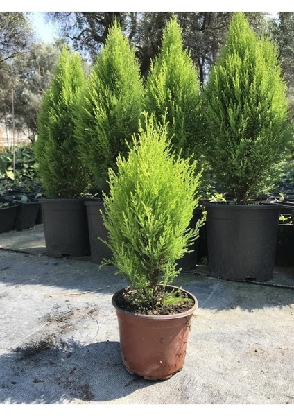 Limon Kokulu Çam Ağacı 30-40 cm Limoni Servi Cupressus