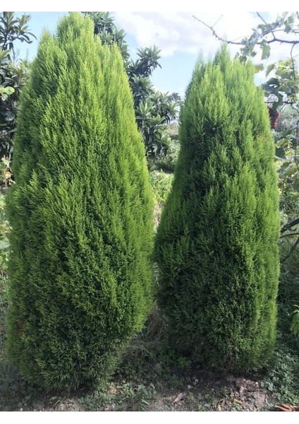 Limon Kokulu Çam Ağacı 30-40 cm Limoni Servi Cupressus fiyatları