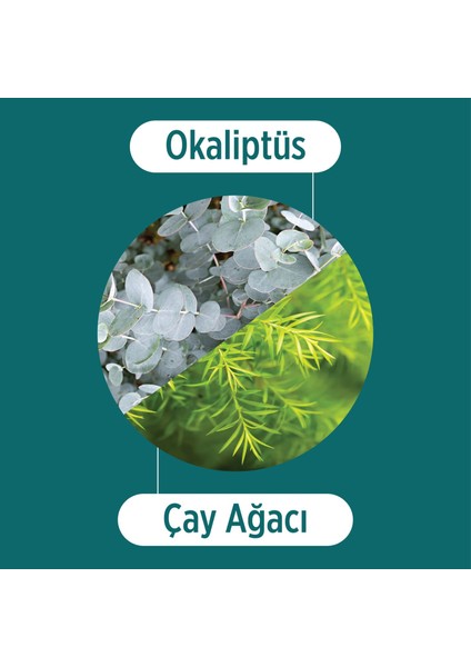 Okaliptüs ve Çay Ağacı Bitki Özlü Saç Toniği - Tüm Saç Tipleri Için Tonik 200 ml