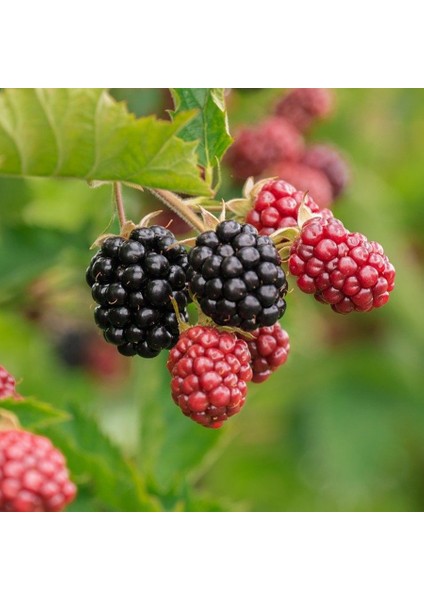 Tüplü Erkenci Blackberry Böğürtlen Fidanı