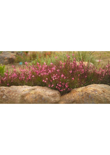 Gaura Çalısı Çiçeği 5 Adet