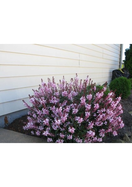 Gaura Çalısı Çiçeği 5 Adet fiyatları