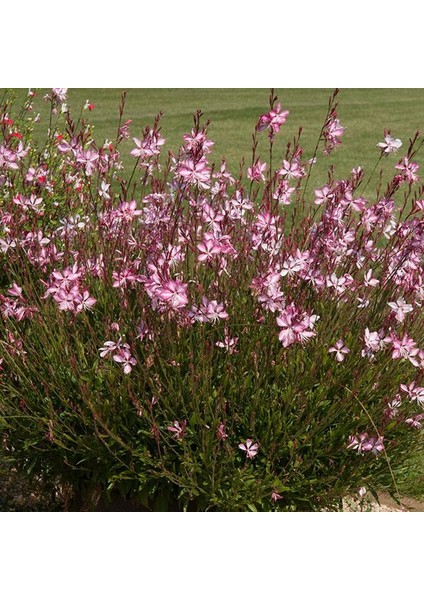 Gaura Çalısı Çiçeği 5 Adet modelleri