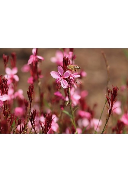 Gaura Çalısı Çiçeği 5 Adet fırsatları