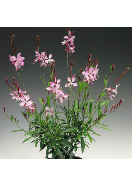 Gaura Çalısı Çiçeği 5 Adet indirimleri
