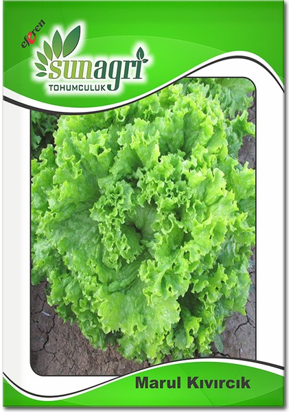 Sunagri Kıvırcık Marul Tohumu - Yeşil Dalgalı Yapraklı, Gevrek ve Dayanıklı Çeşit