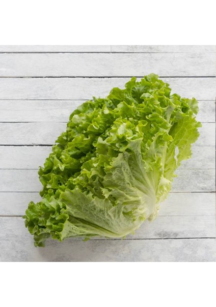 Sunagri Kıvırcık Marul Tohumu - Gevrek Yapraklı Sıcak Toleranslı Sofralık Kalite fiyatları