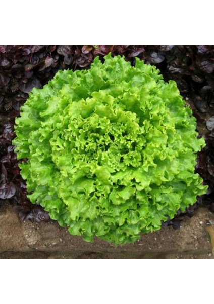 Sunagri Kıvırcık Marul Tohumu - Gevrek Yapraklı Sıcak Toleranslı Sofralık Kalite modelleri