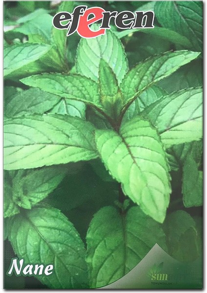 Sunagri Nane Tohumu - Aromatik, Tıbbi Özellikli, Çok Yıllık, Kolay Yetiştirilir