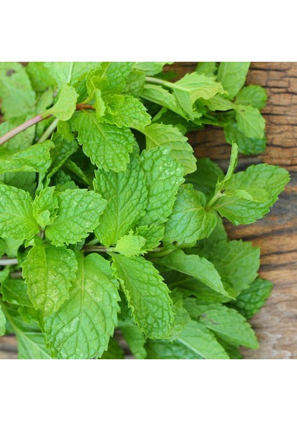 Sunagri Nane Tohumu - Aromatik, Tıbbi Özellikli, Çok Yıllık, Kolay Yetiştirilir fiyatları