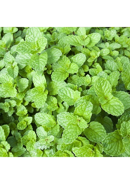 Sunagri Nane Tohumu - Aromatik, Tıbbi Özellikli, Çok Yıllık, Kolay Yetiştirilir modelleri