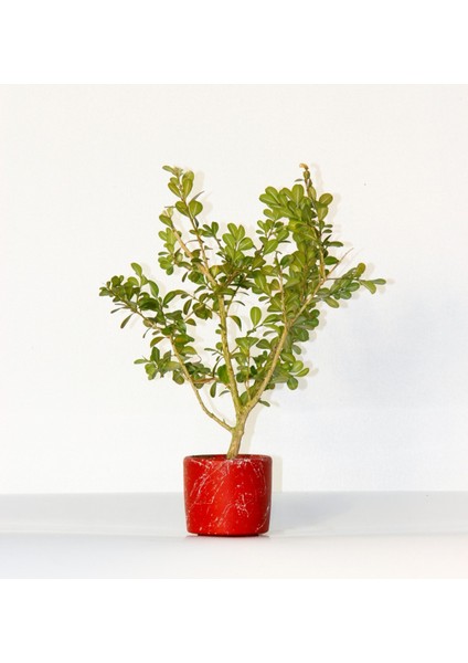 Bonsai Buxus 2 Adet - Hediyelik Bonsai (Kırmızı Saksı)