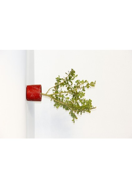 Bonsai Buxus 2 Adet - Hediyelik Bonsai (Kırmızı Saksı)