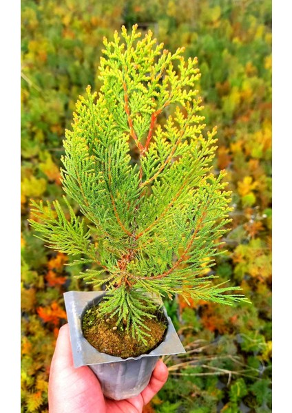 Altuni Mazı Fidanı 5 Adet 20-30 cm - Sarı Çit Bitkisi