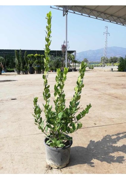 Tüplü 60-80 cm Defne Ağacı (Laurus Nobilis) Fidanı
