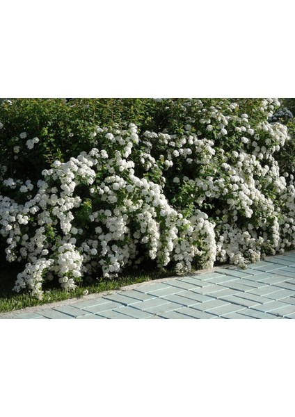 Keçi Sakalı ( Ispirye ) Fidanı 2 Yaş Saksılı