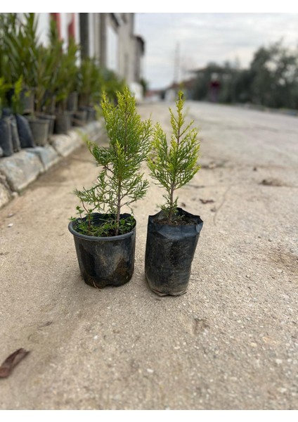 Limon Çamı Fidanı 40 50 cm Boy