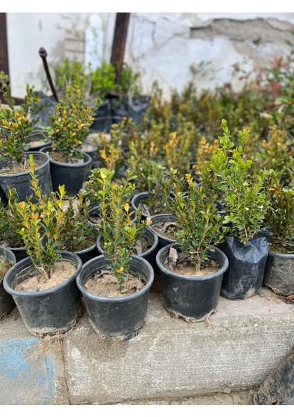 Şimşir Fidanı Tüplü 1,5 Yaş