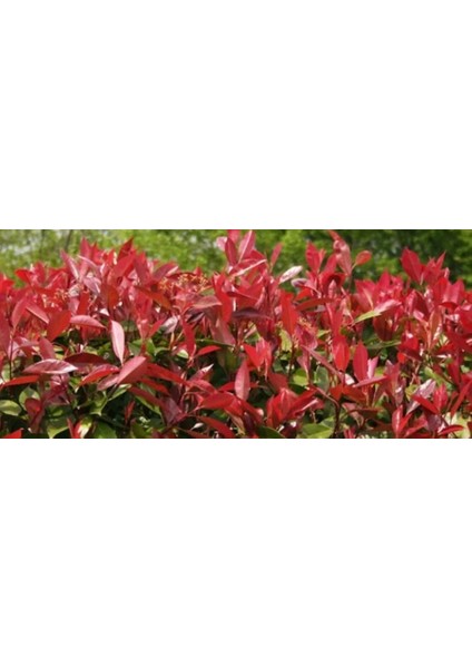 Alev Fidanı Ağacı Tüplü