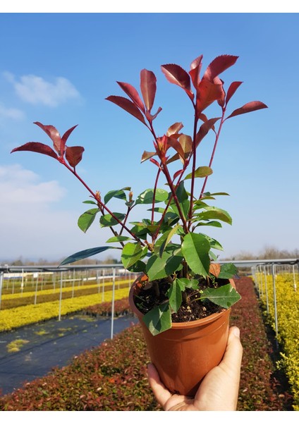 Alev Fidanı Ağacı Tüplü fiyatları