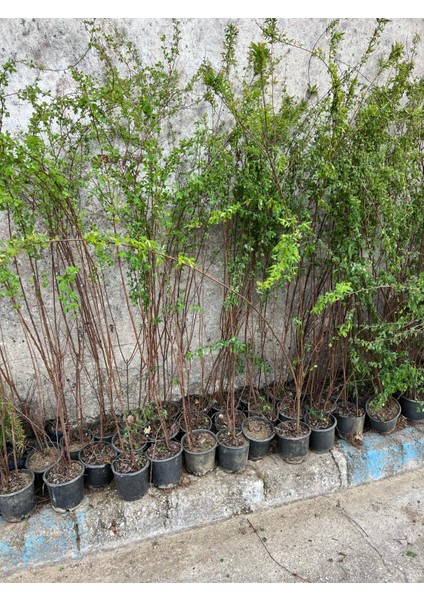 Ispirye Fidanı Tüplü 2 Yaş fiyatları