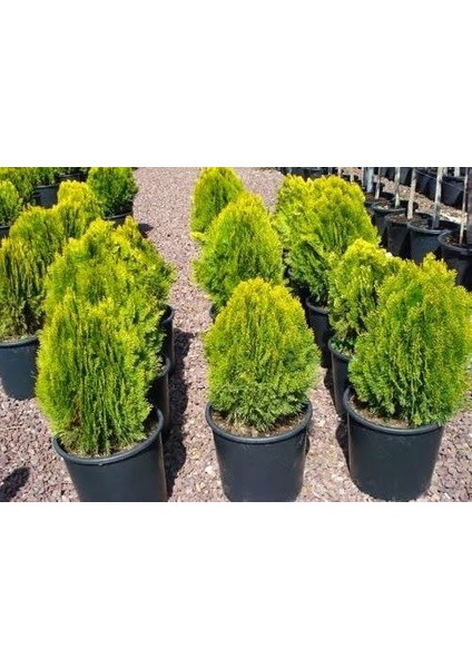 Altuni Top Mazı Fidanı 25-30 Cm fiyatları