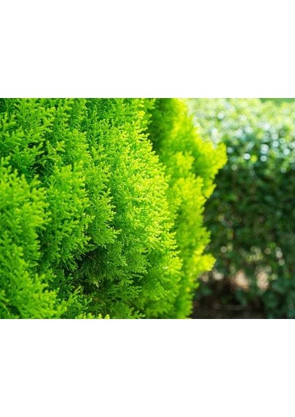 Altuni Top Mazı Fidanı 25-30 Cm modelleri