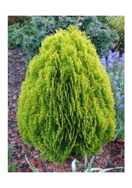 Altuni Top Mazı Fidanı 25-30 Cm fırsatları