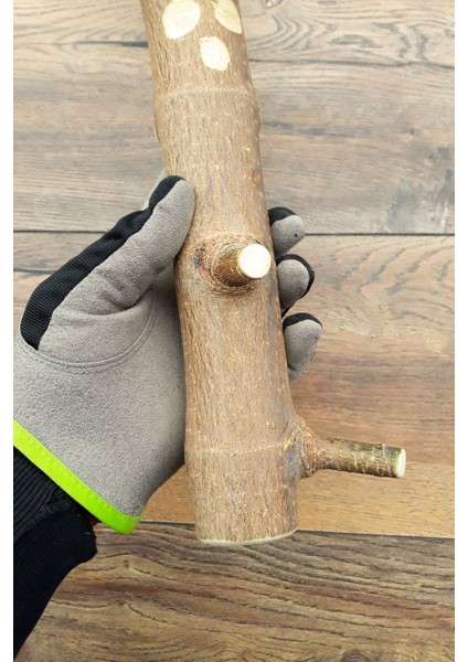 Venty 36.5 cm Doğal Kalın Papağan Tüneği | Macaw, Kakadu, Jako, Amazon, Alex, Eklektus - T525 | Ağaç Dalı indirimleri