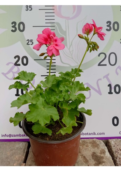 Pembe Sardunya (Geranium) - Canlı renkli ve dayanaklı bitki bahçe, mezar, saksı ve güneşli yerlere uygun fiyatları