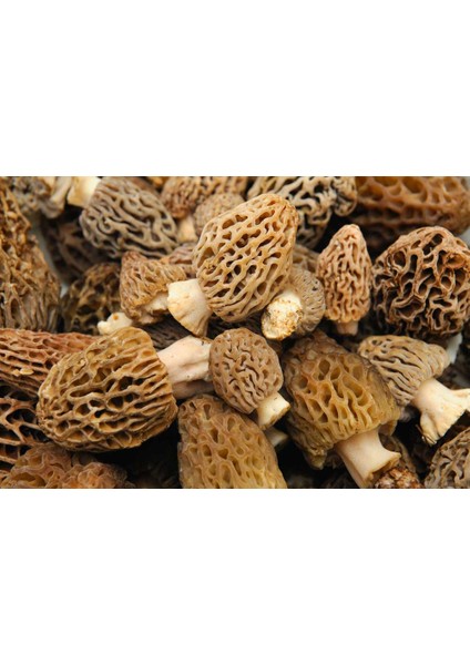 Kurutulmuş Kuzugöbeği 250 gr