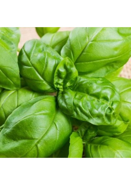 Sunagri Yeşil Reyhan (Fesleğen) Tohumu - Aromatik Sinek Kovucu Tek Yıllık Bitki modelleri