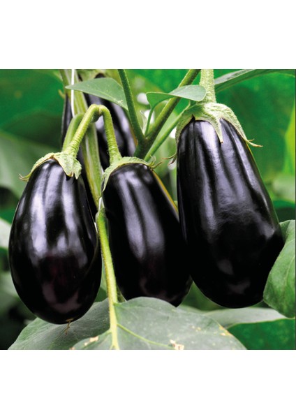 Topan Patlıcan Tohumu - Siyah Mor Renkli, Verimli, Sofralık ve Sanayiye Uygun fiyatları