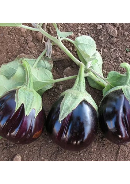 Topan Patlıcan Tohumu - Siyah Mor Renkli, Verimli, Sofralık ve Sanayiye Uygun modelleri