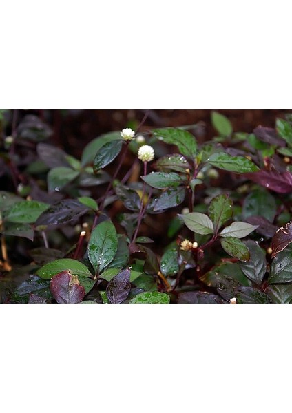 Alternanthera Bettzickiana 10 Kök
