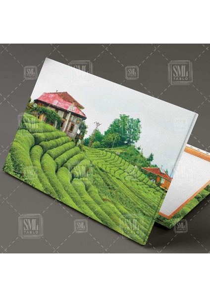 Rize Çeçeva Köyü Çay Bahçesi Karadeniz Çay Bahçesi Tarlası Yeşil Çay Ağacı Yatay Kanvas Tablo fiyatları