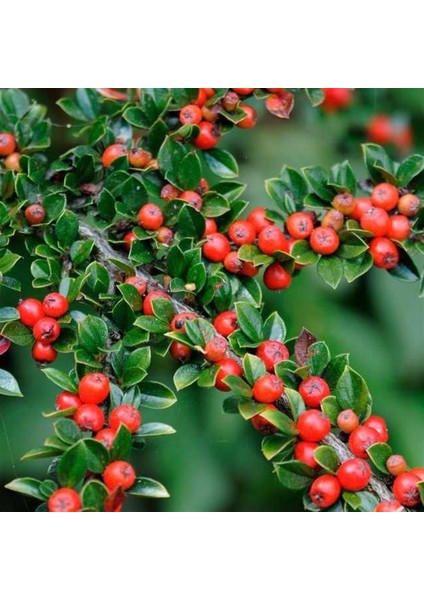 Herdem Yeşil Dağ Muşmulası, Cotoneaster, Saksıda