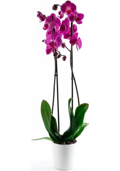 Mor Orkide Çift Dallı Phalaenopsis Canlı Çiçek