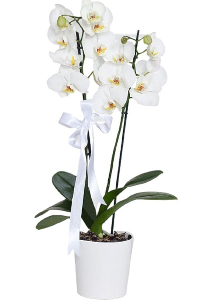 Beyaz Orkide Çift Dallı Phalaenopsis Canlı Çiçek