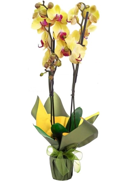 Sarı Orkide Çift Dallı Phalaenopsis Canlı Çiçek